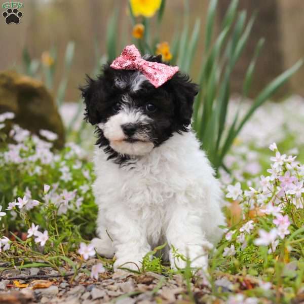 Twila, Bich-Poo Puppy